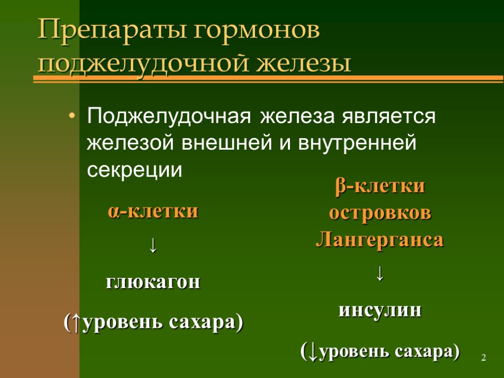 2 Препараты гормонов поджелудочной железы Поджелудочная железа является железой внешней и внутренней секреции α-клетки